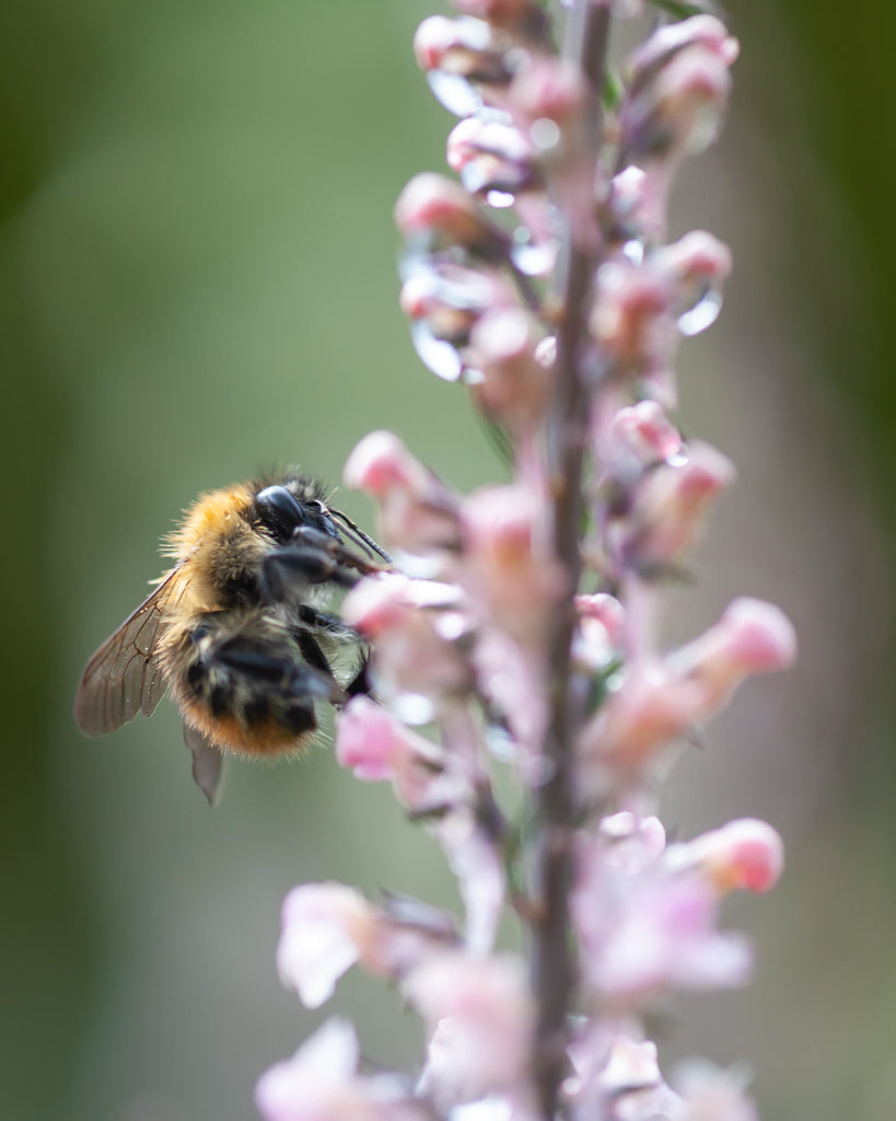 Linaria purpurea aus der Gartenzauber-Saatgutserie