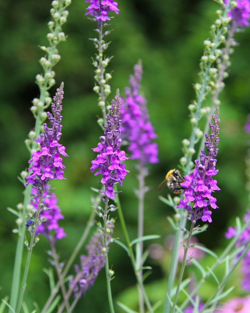 Linaria purpurea aus der Gartenzauber-Saatgutserie