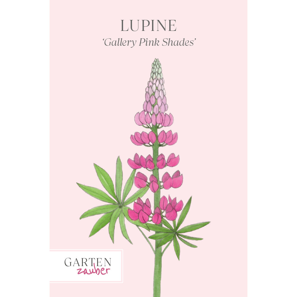 :   Vorderansicht Saatguttuete Lupine 'Gallery Pink Shades'  Lupinus polyphyllus aus der Gartenzauber-Saatgutserie