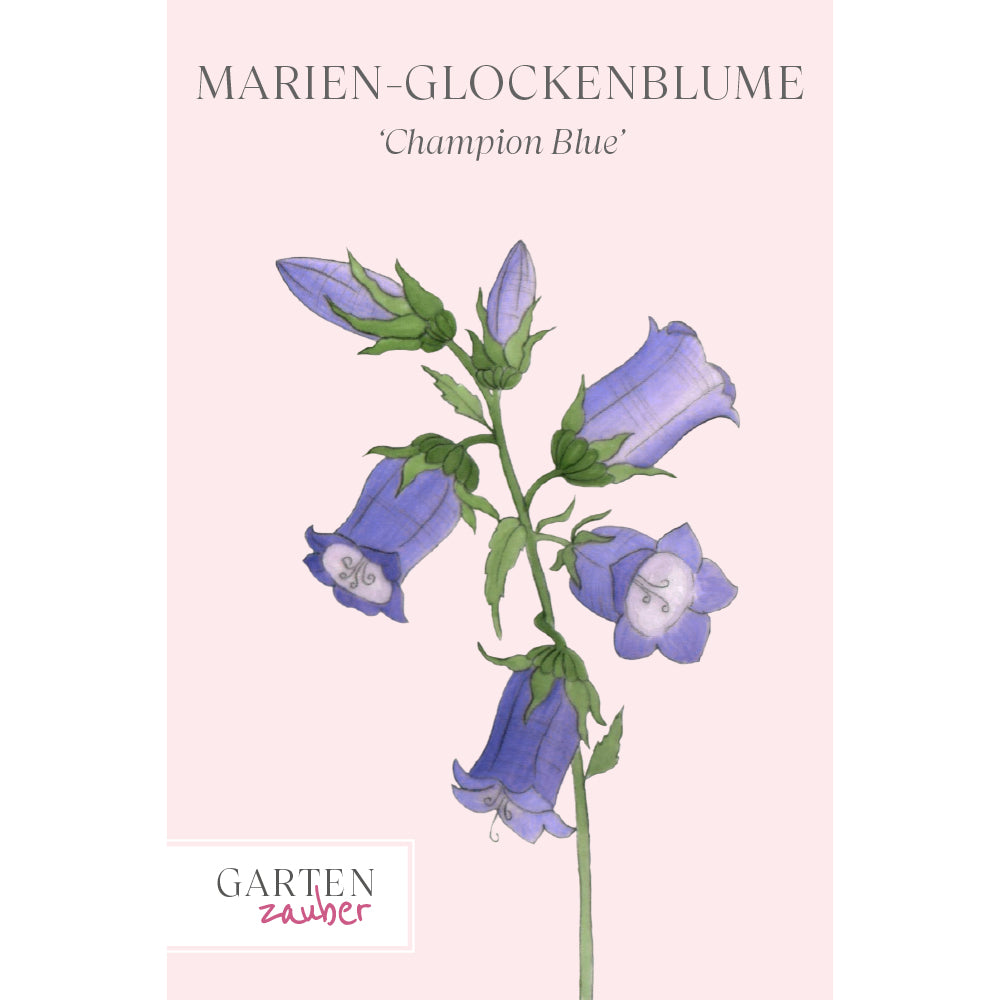 Marien-Glockenblume - Campanula medium 'Champion Blue'