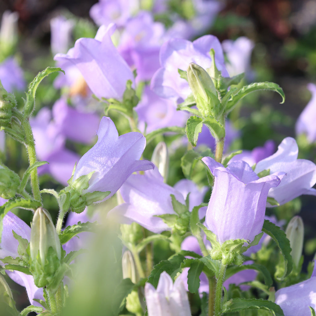 Bluehende Pflanze Marien-Glockenblumen 'Champion Lavender' Campanula medium aus der Gartenzauber-Saatgutserie