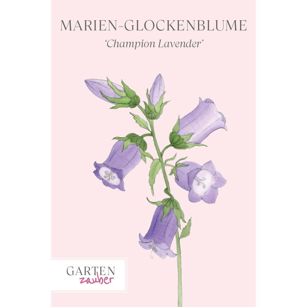 Vorderansicht Saatguttuete Marien-Glockenblumen 'Champion Lavender' Campanula medium aus der Gartenzauber-Saatgutserie
