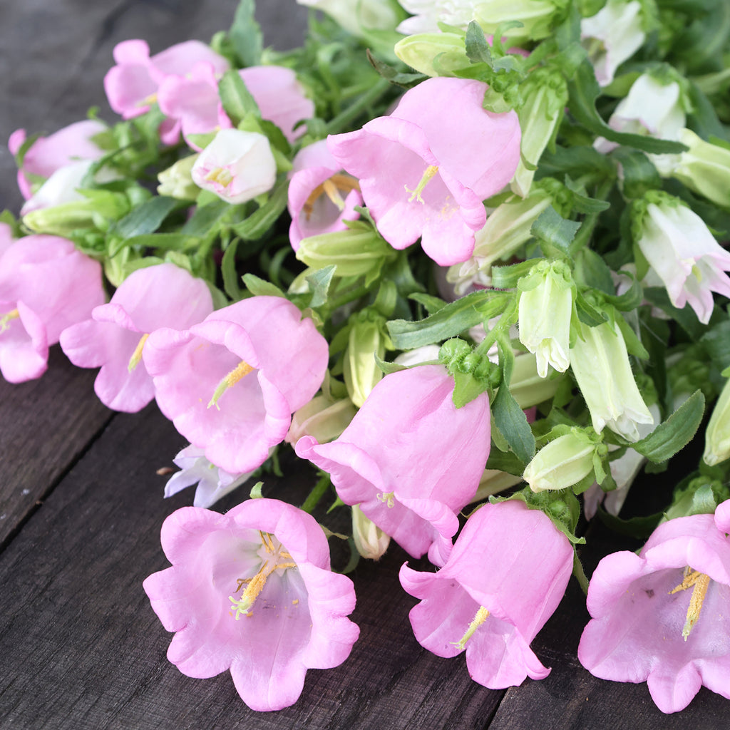 Bluehende Pflanze Marien-Glockenblumen 'Champion Pink' Campanula medium aus der Gartenzauber-Saatgutserie