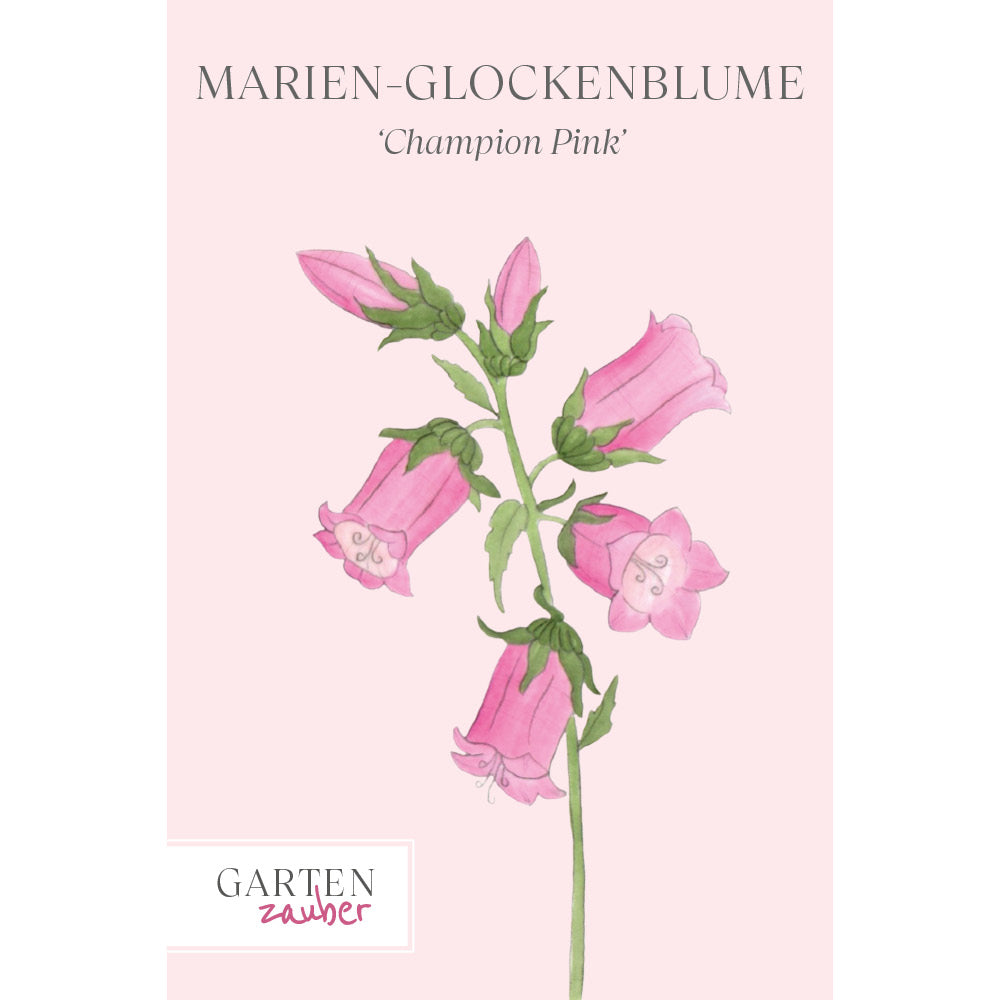 Vorderansicht Saatguttuete Marien-Glockenblumen 'Champion Pink' Campanula medium aus der Gartenzauber-Saatgutserie