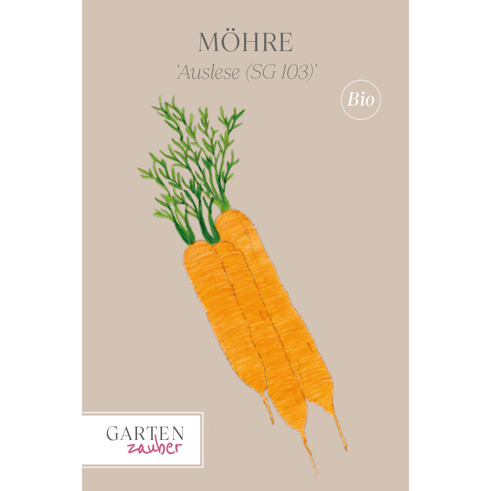Möhre ‘Auslese (SG 103)’  - Daucus carota subsp. sativus