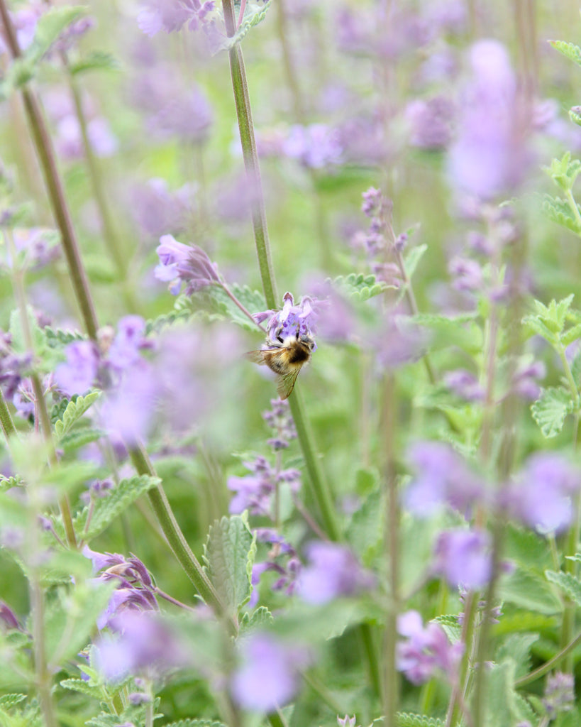 Bluehende Pflanze Blaue Katzenminze mit Hummel