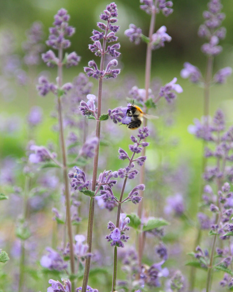 Bluehende Pflanze Blaue Katzenminze mit Hummel