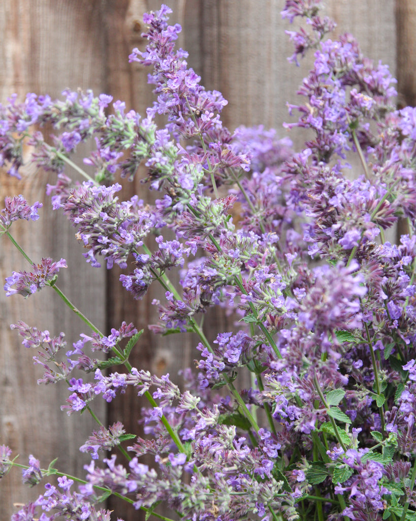 Nepeta × faassenii aus der Gartenzauber-Saatgutserie