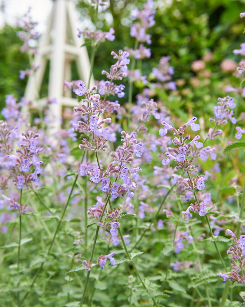 Nepeta × faassenii aus der Gartenzauber-Saatgutserie