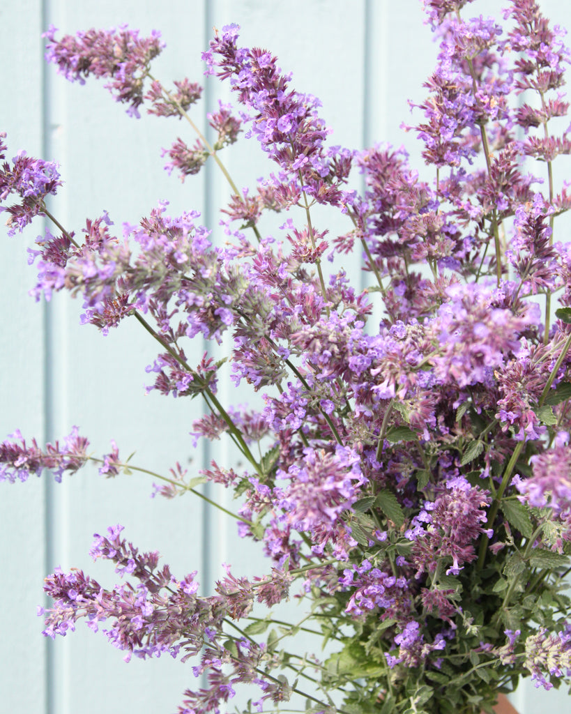 Nepeta × faassenii aus der Gartenzauber-Saatgutserie