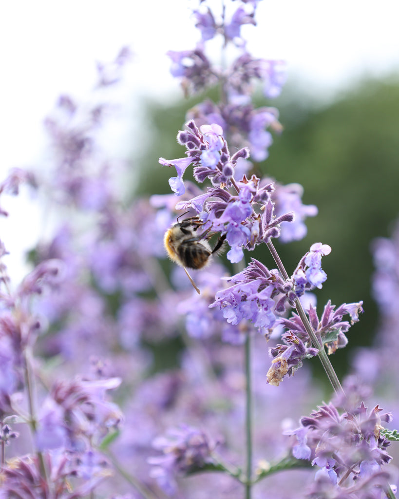 Bluehende Pflanze Blaue Katzenminze mit Hummel