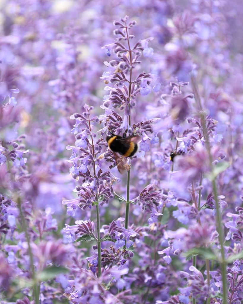 Bluehende Pflanze Blaue Katzenminze mit Hummel