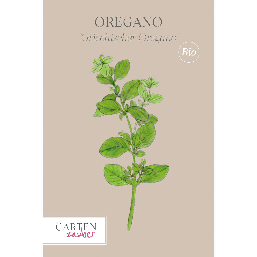 Oregano 'Griechischer Oregano' – Origanum heracleoticum