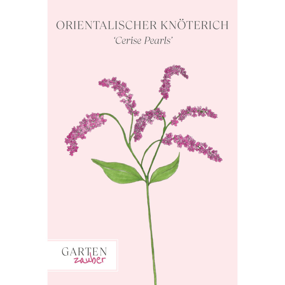 Vorderansicht Saatguttuete Orientalischer Knöterich 'Cerise Pearls' Persicaria orientalis aus der Gartenzauber-Saatgutserie