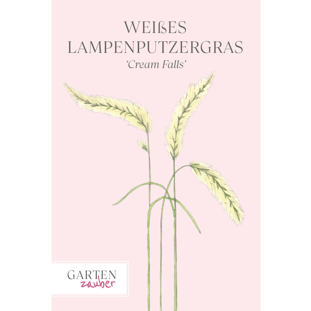 Vorderansicht Saatguttuete Weißes Lampenputzergras 'Cream Falls'