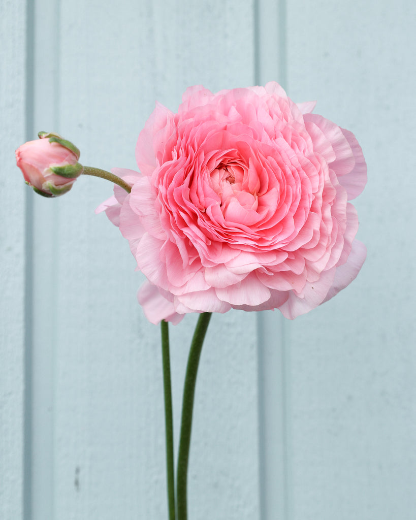 Eine Ranunkelblüte und Knospe in einem pastellrosa Ton der Sorte Elegance® Pastello 127-00 vor einem hellen Hintergrund.