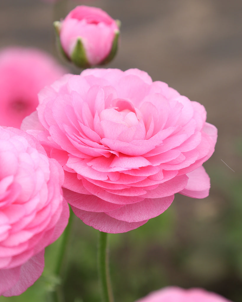 Mehrere Ranunkelblüten in einem zarten Rosa der Sorte Elegance® Rosa 89-02 in einem Beet.