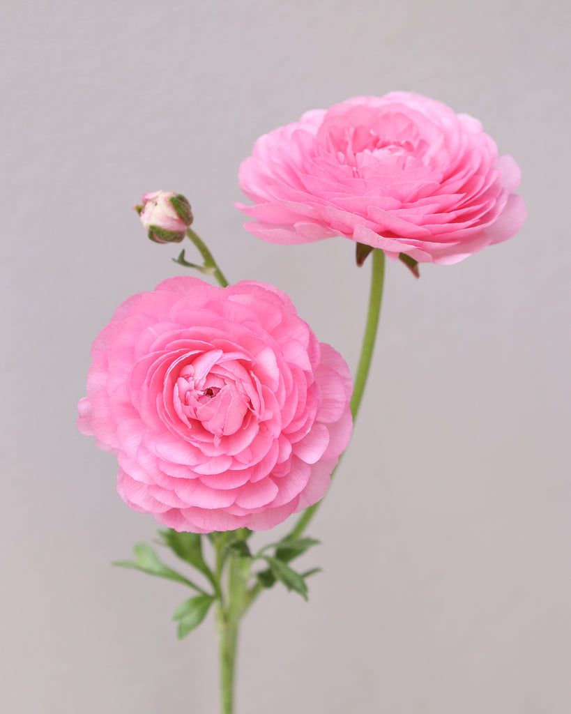 Zwei Ranunkelblüten mit einer Knospe in einem zarten Rosa der Sorte Elegance® Rosa 89-02 vor einem hellen Hintergrund.