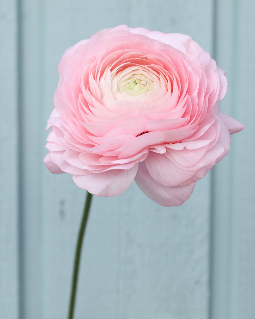 Eine Ranunkel in einem zarten Rosa Sorte Elegance® Chiaro 2P10 vor einem hellblauen Hintergrund.