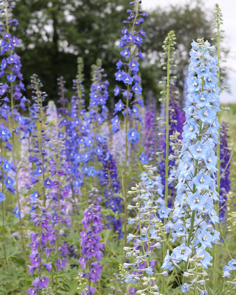 Rittersporn - Delphinium elatum 'Magic Fountains' Crystal Mix