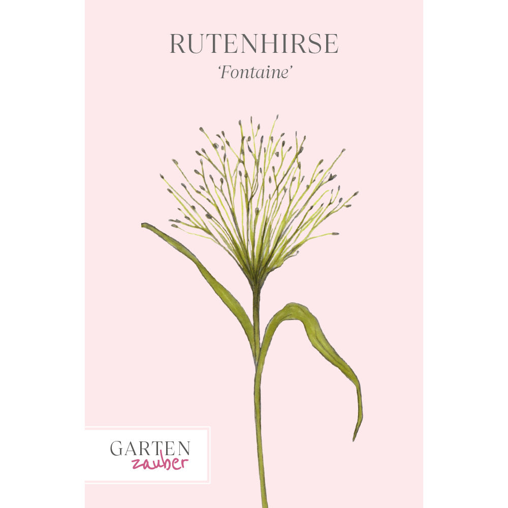 Vorderansicht Saatguttuete Rutenhirse 'Fontaine' Panicum virgatum aus der Gartenzauber-Saatgutserie