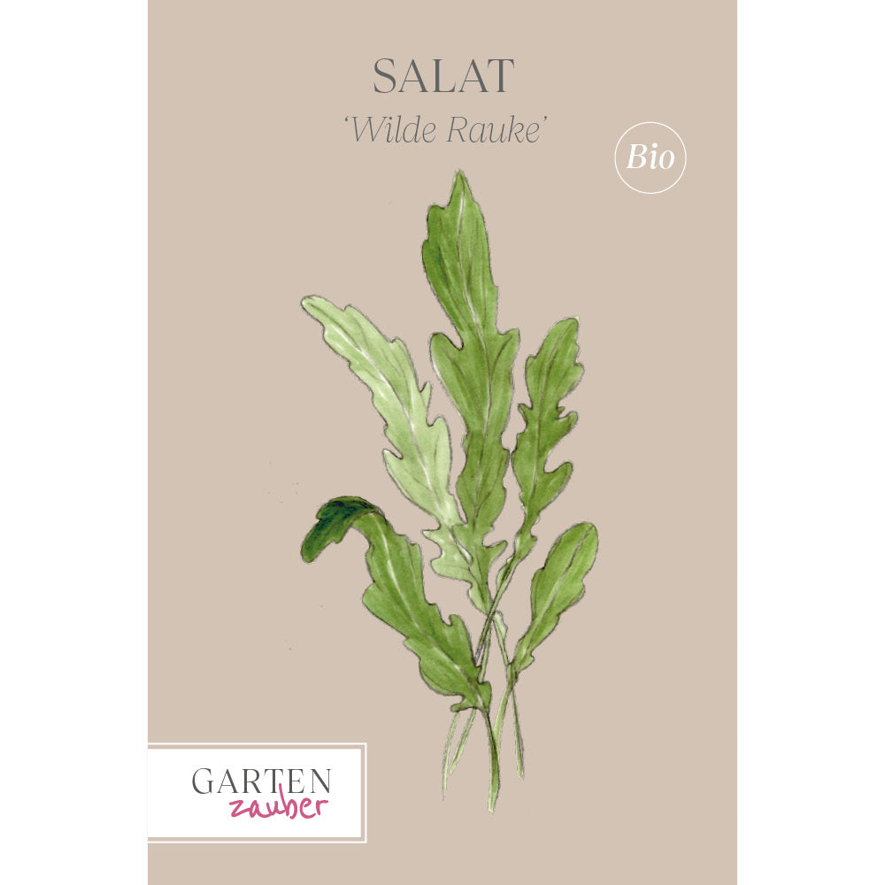 Salat 'Wilde Rauke' - Diplotaxis tenuifolia