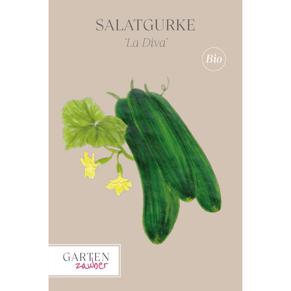Gurke Salatgurke 'La Diva' - Cucumis sativa