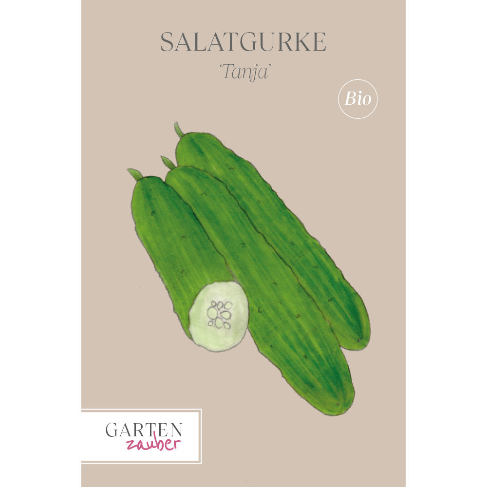 Gurke Salatgurke ‘Tanja’ - Cucumis sativa
