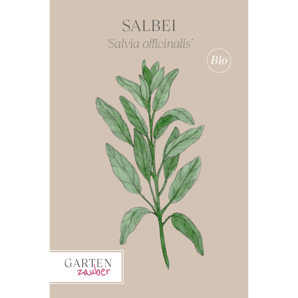 Salbei 'Salbei' – Salvia officinalis