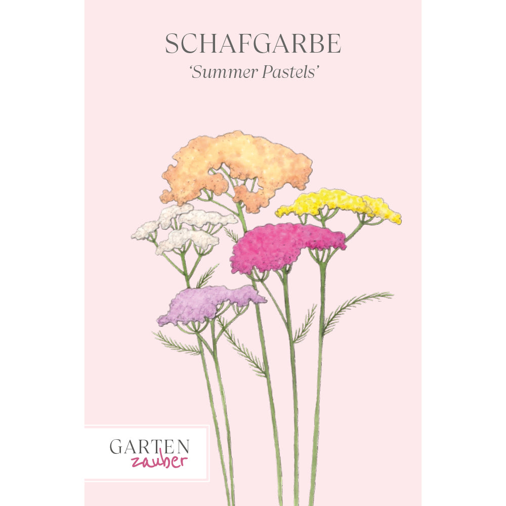 Vorderansicht Saatguttuete Schafgarbe 'Summer Pastels' Achillea millefolium aus der Gartenzauber-Saatgutserie