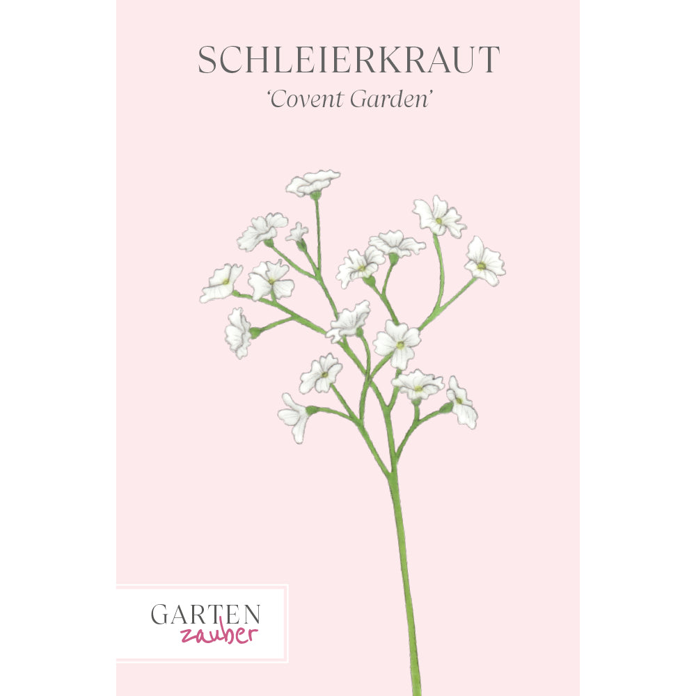 Schleierkraut - Gypsophila elegans ‘Covent Garden’