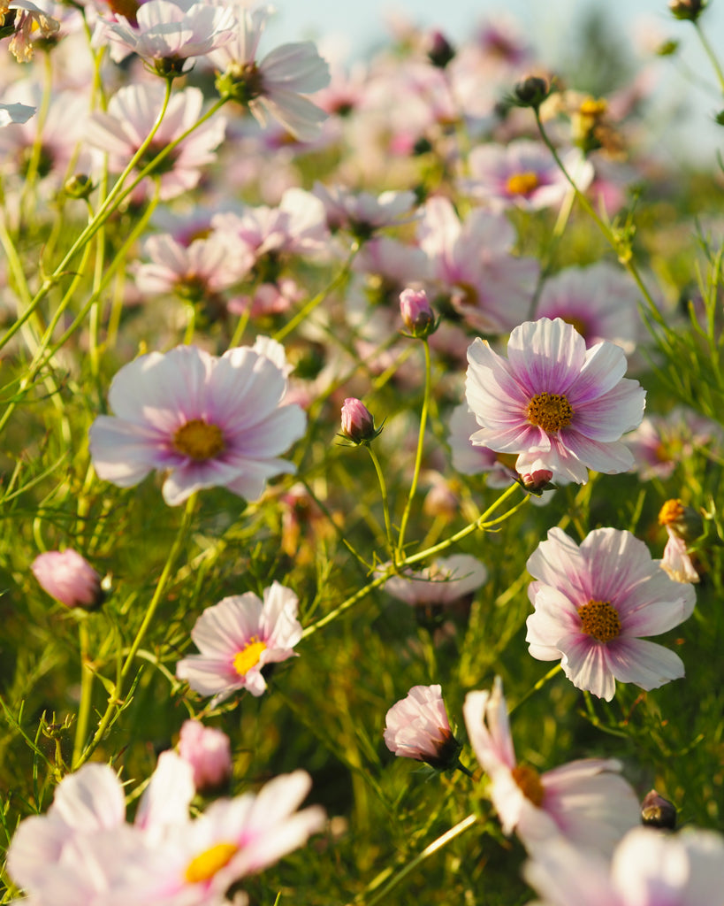 Schmuckkörbchen - Cosmos bipinnatus 'Daydream'