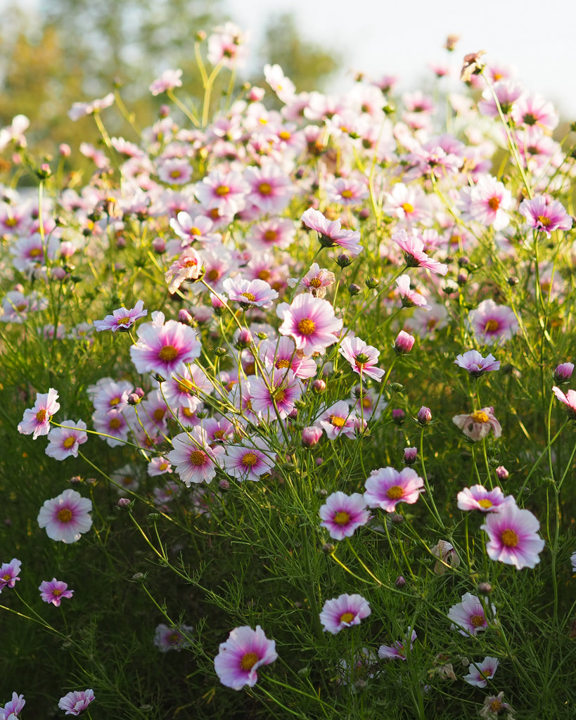 Schmuckkörbchen - Cosmos bipinnatus ‘Daydream’