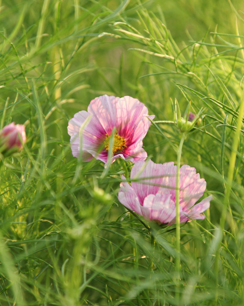 Schmuckkörbchen - Cosmos bipinnatus ‘Daydream’