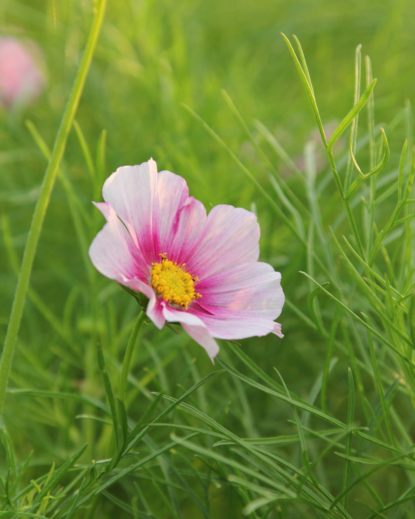 Schmuckkörbchen - Cosmos bipinnatus 'Daydream'