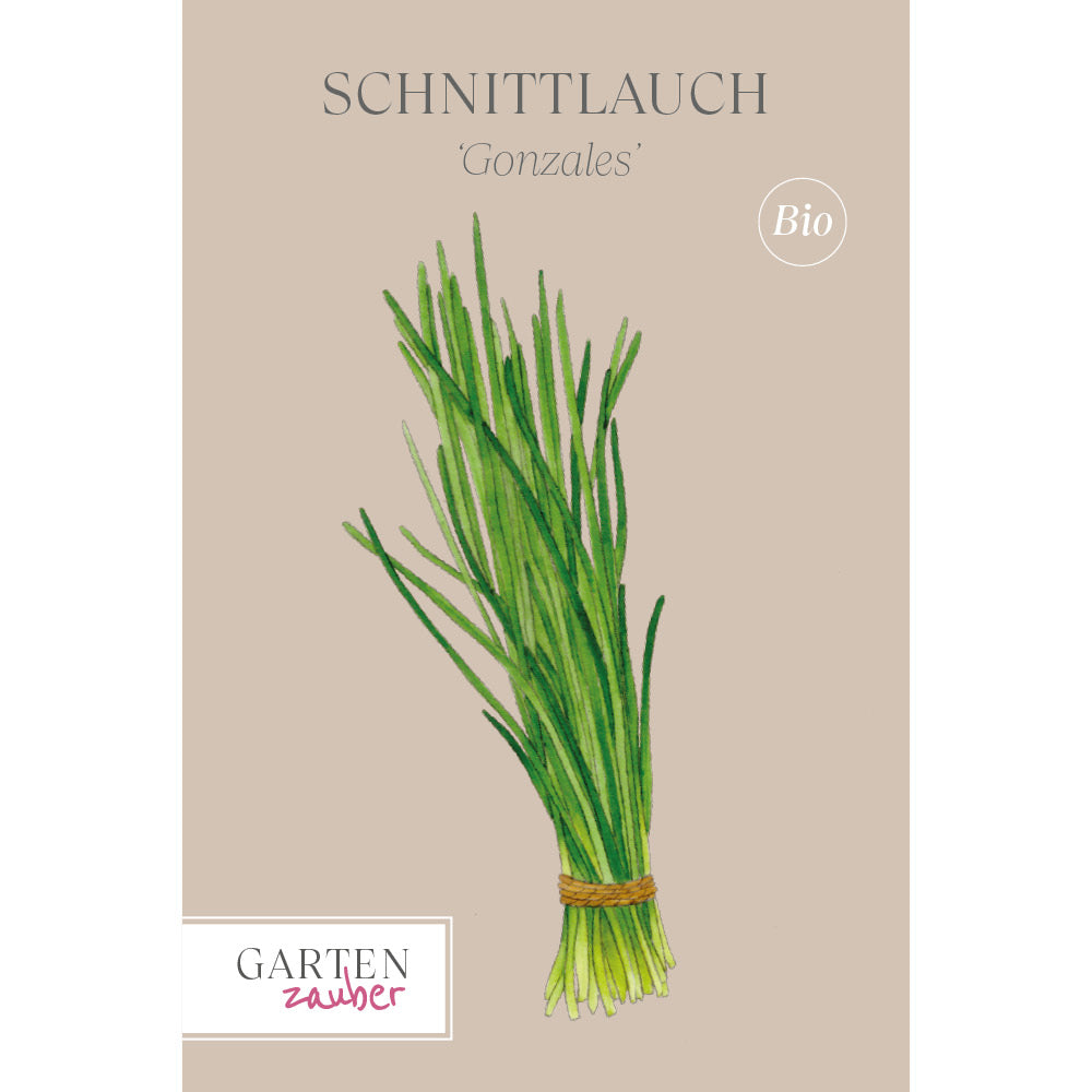Schnittlauch 'Schnittlauch Gonzales' – Allium schoenoprasum