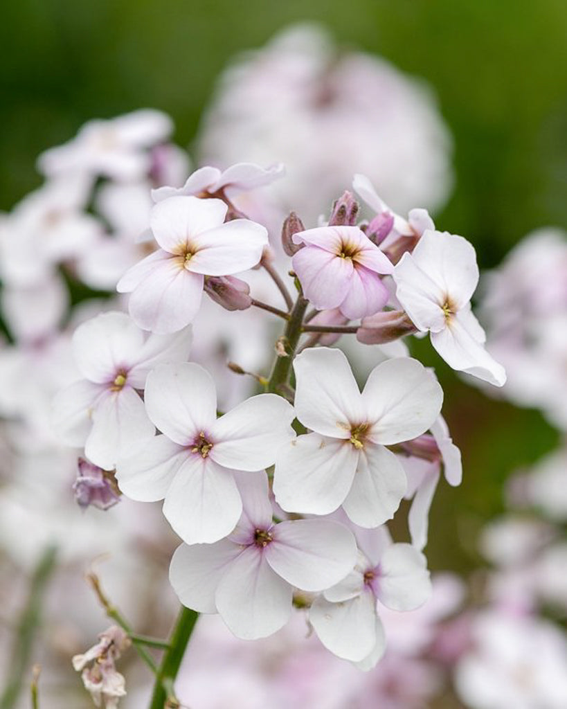 Silver leaf - Lunaria annua - white