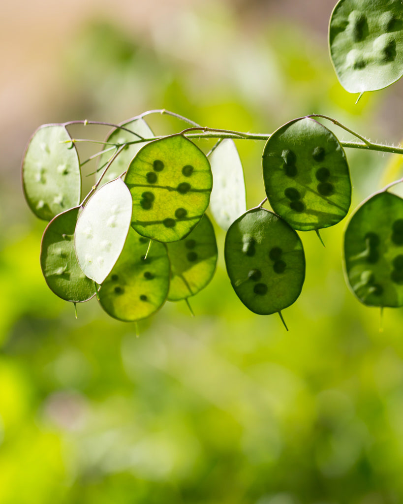 Silver leaf - Lunaria annua - white