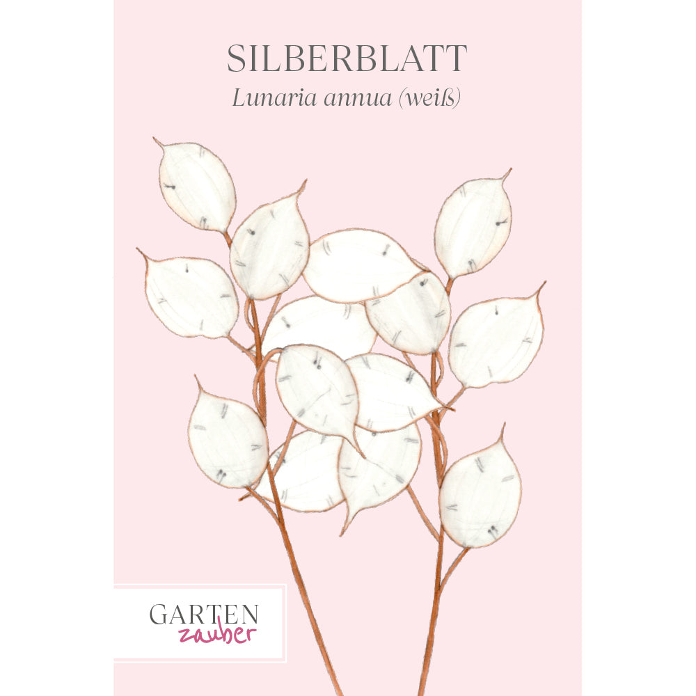 Silberblatt - Lunaria annua - weiß