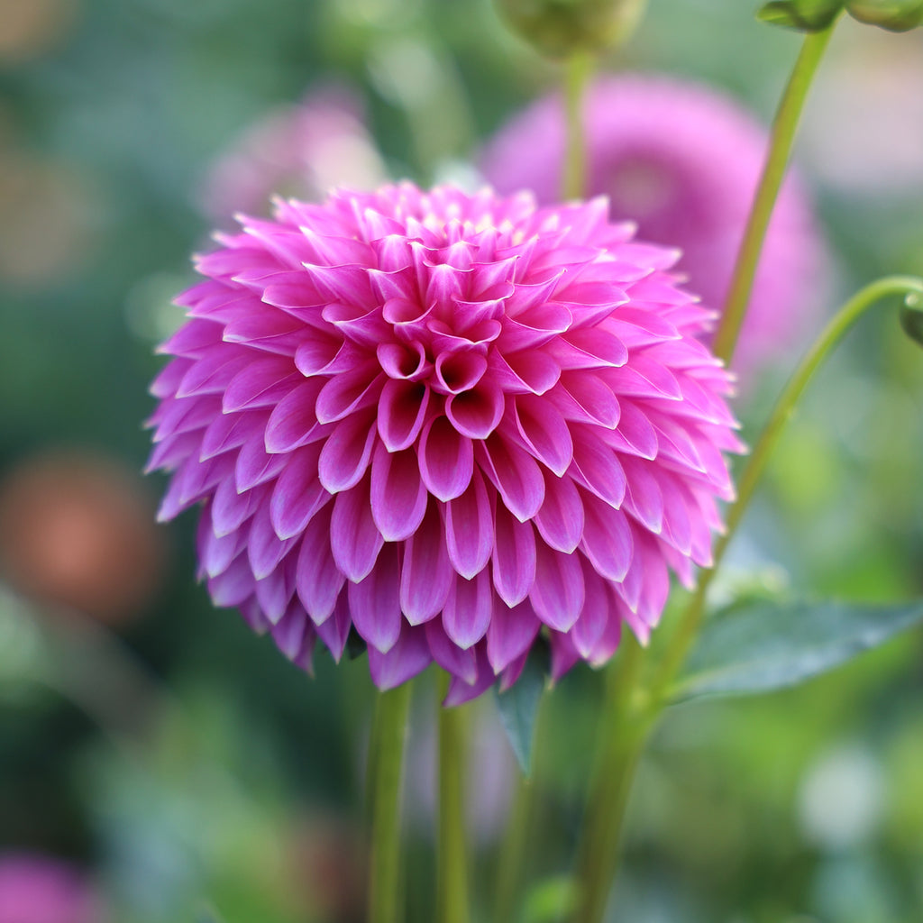 Dahlia Skipley Spot of Gold