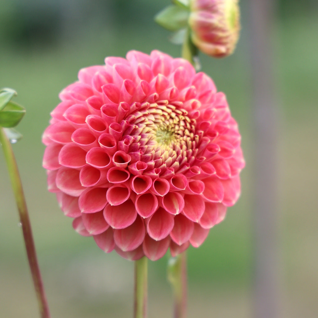 Dahlia Snoho Doris