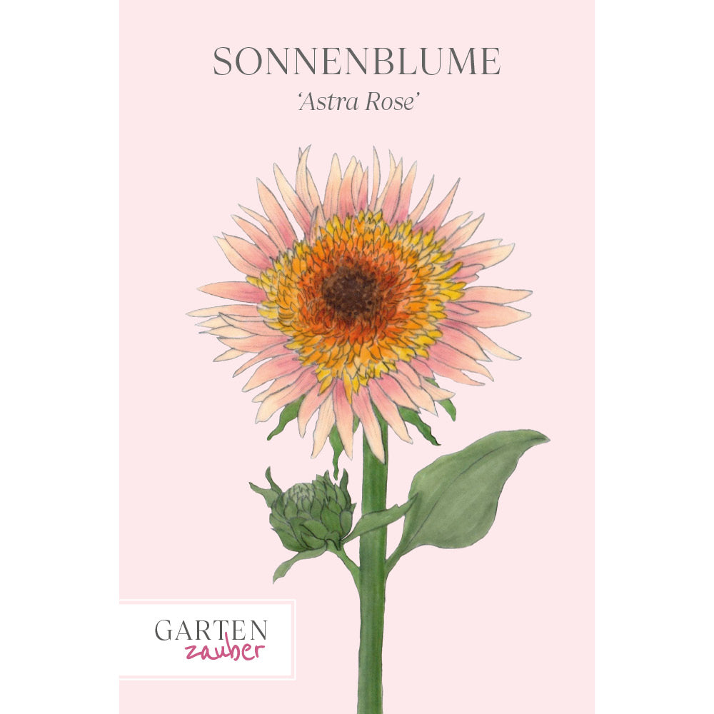 Vorderansicht Saatguttuete Sonnenblume 'Astra Rose' Helianthus annuus aus der Gartenzauber-Saatgutserie
