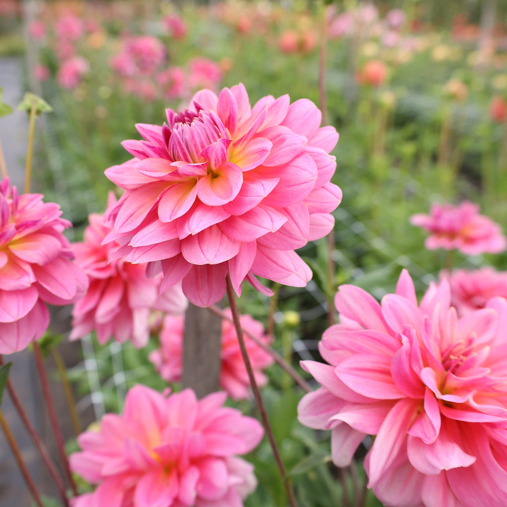 Dahlia Southern Belle