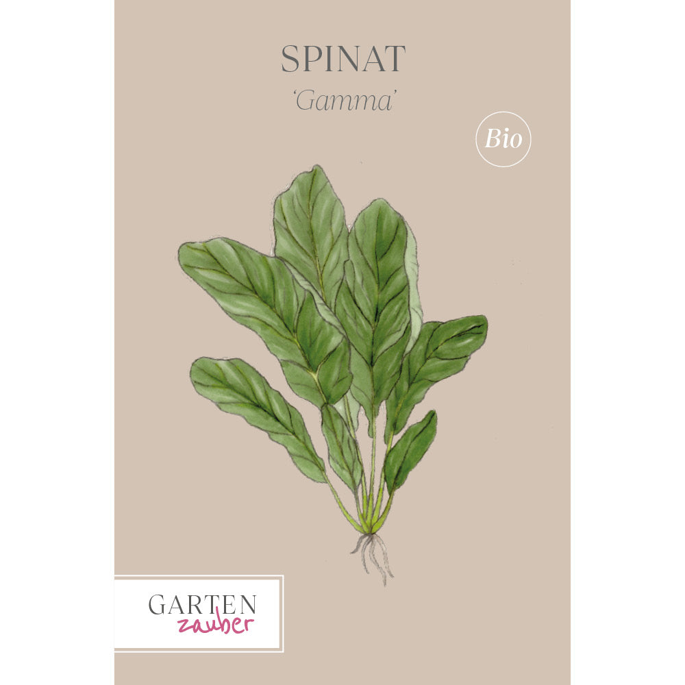 Spinat 'Gamma' - Spinacia oleracea