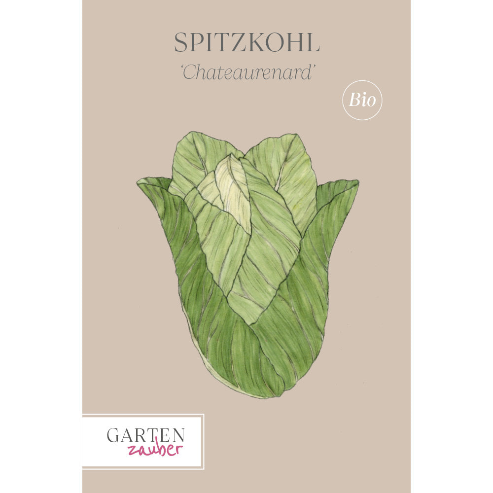 Spitzkohl 'Chateaurenard' - Brassica oleracea