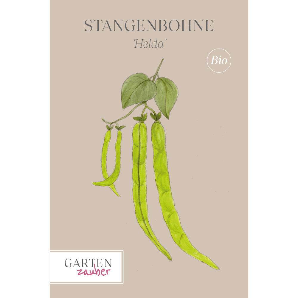 Bohne Stangenbohne 'Helda' – Phaseolus vulgaris