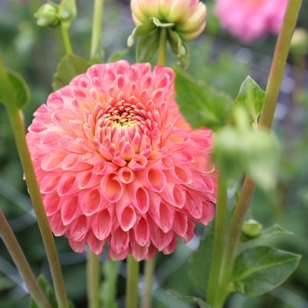 Dahlia Sun Spot