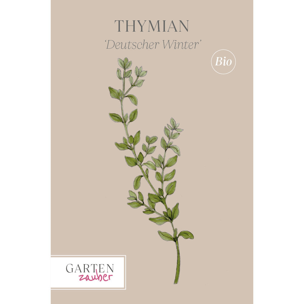 Thymian 'Deutscher Winter' – Thymus vulgaris