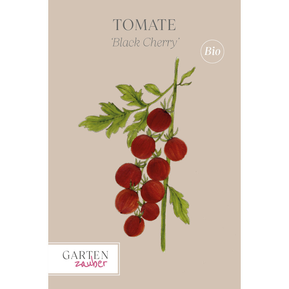 Tomate 'Black Cherry' - Solanum lycopersicum