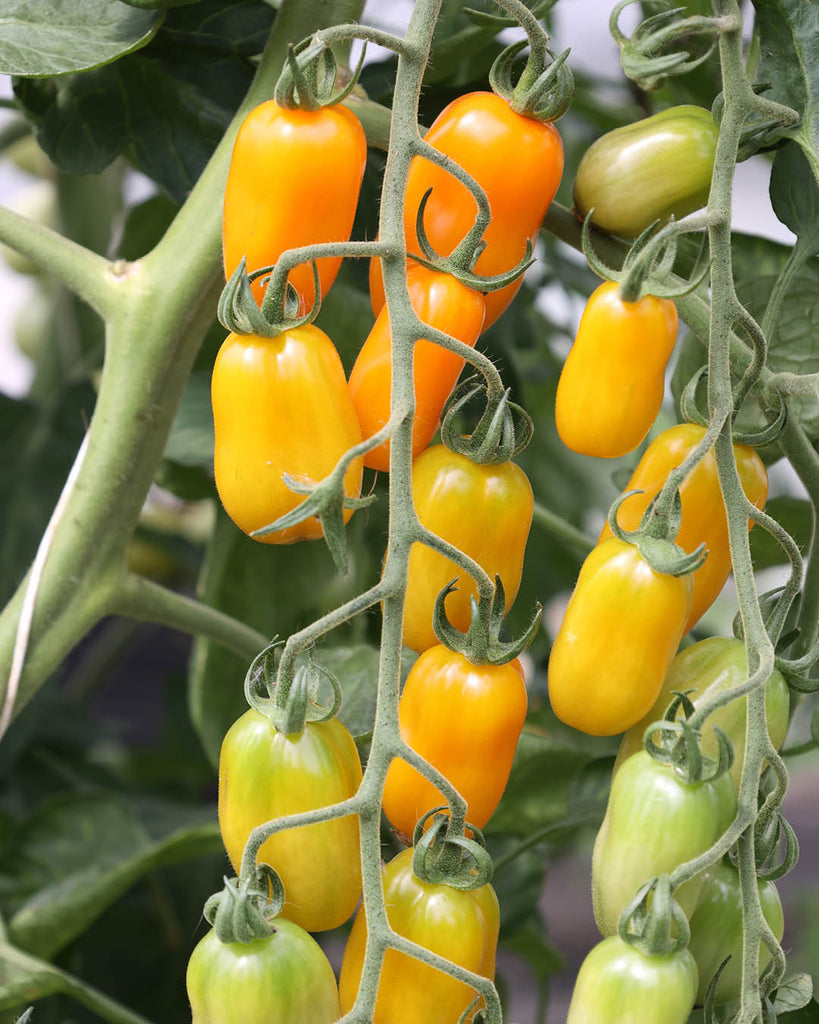 Tomate 'Ormato' - Solanum lycopersicum